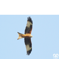 گونه کورکور حنایی Red Kite